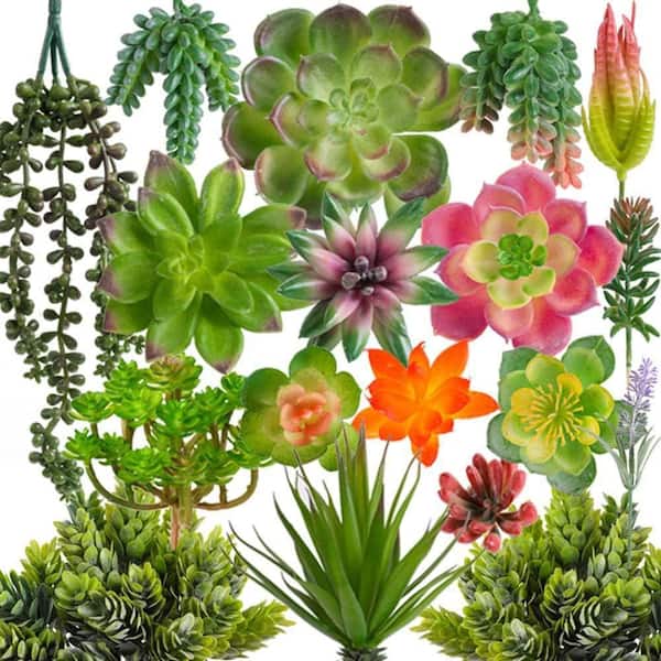 dahlia seeds for sale Green Paradise Dahlia Flower Seeds Pack  GreenParadiseLive
