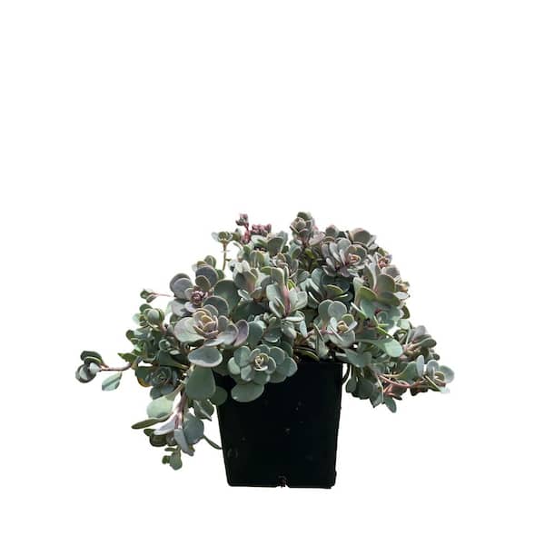 Daylily Nursery 3 Blue Elf Sedum Plants in 3 Separate 4 in. Pots