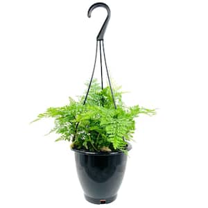 Rabbit's Foot Fern Hanging Basket Live Plant in 4 in. Hanging Pot Davallia Tyermani Extremely Rare and Exotic