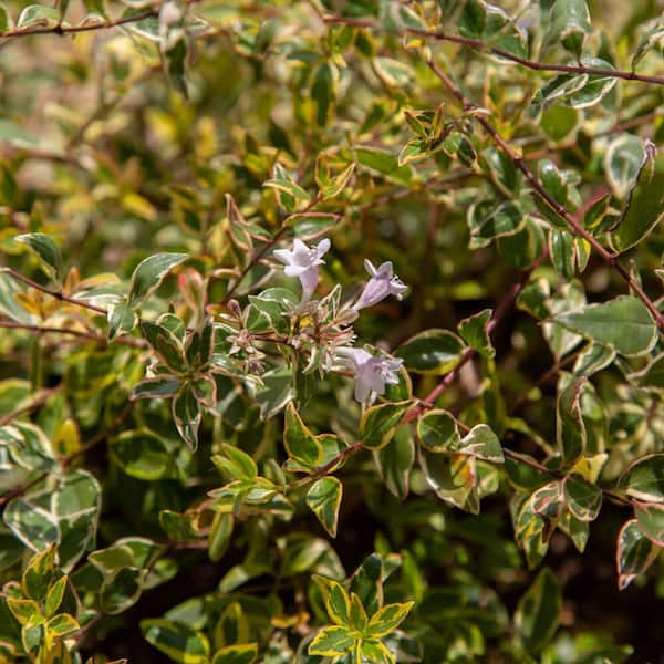 2.5 Qt. Miss Lemon Abelia With Light Pink Flowers, Live Semi-Evergreen Shrub Plant