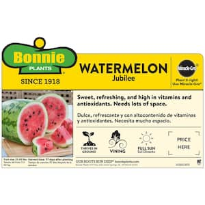 19 oz. Jubilee Watermelon Plant