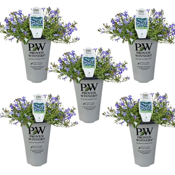 PROVEN WINNERS 4.25 in. qt. Lobelia Annual Plant with Blue Flowers (5-Pack)