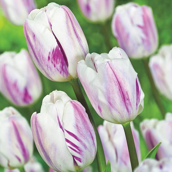 Van Bourgondien Flaming Flag Triumph Tulip Mixture Dormant Spring Flowering Bulbs (25-Pack)
