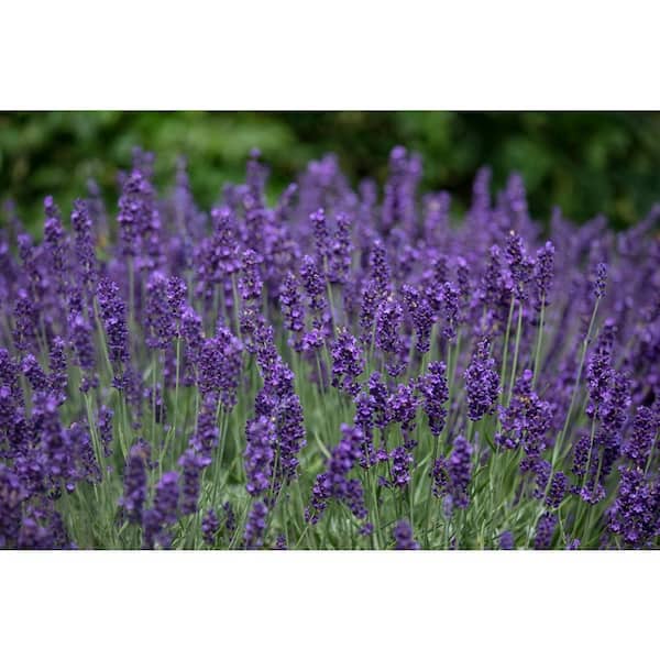 L+ Lavender Hidcote Dark Purple Flowers (2.5QT Size Pot, 6 Live Plants)