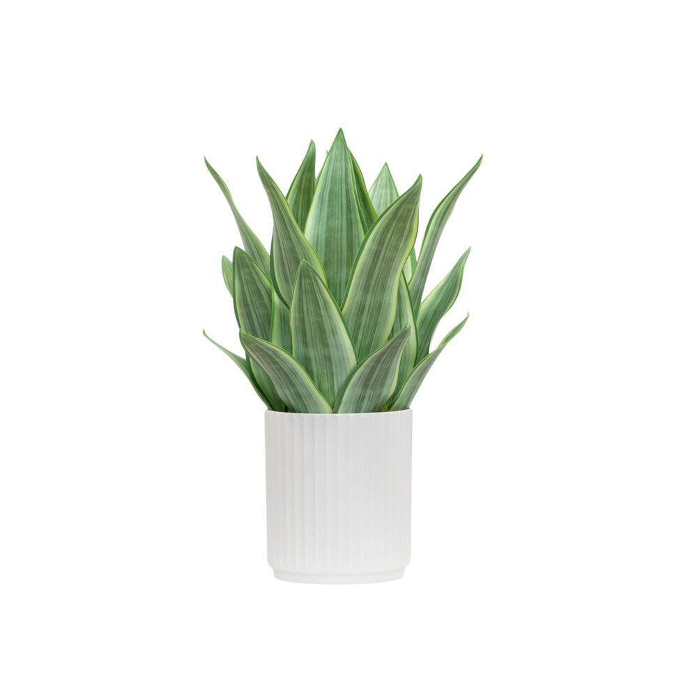 17 in. Artificial Real Touch Snake Plant in Fluted White Pot price history on PriceWatchPro