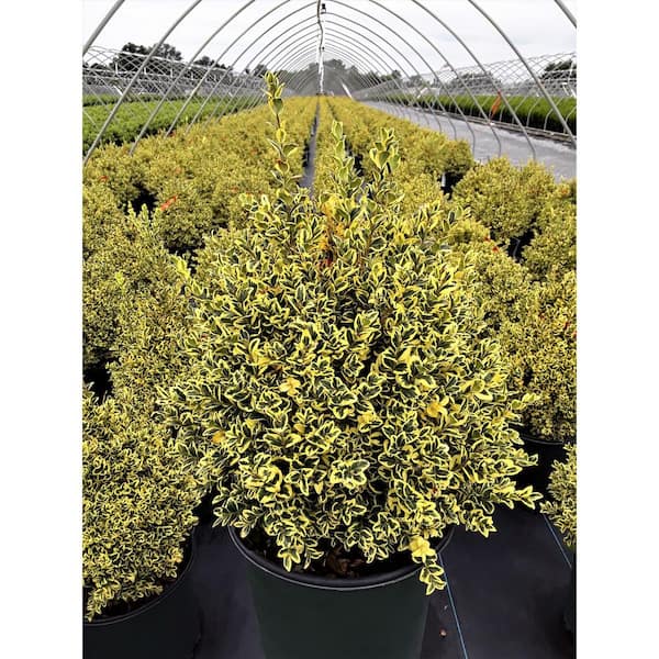 1 Gal. Variegated Boxwood Shrub with Vivid Green and White Trimmed Foliage (2-Pack)