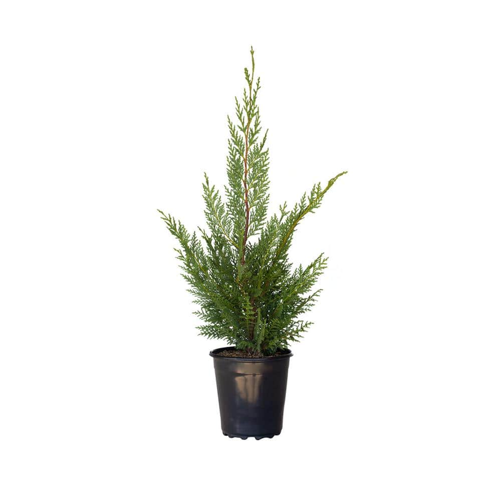 flowerwood-ornamental-trees-