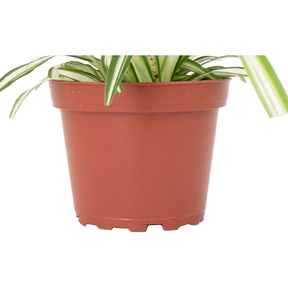 Large Spider Plant in Brown Grower Pot