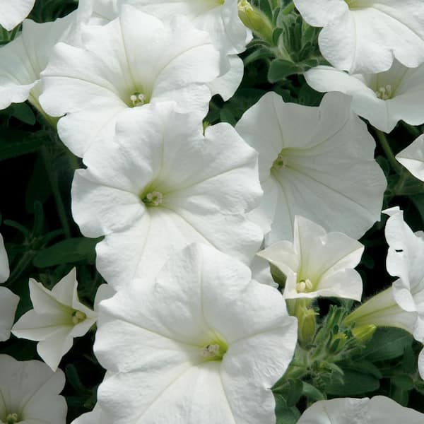 1.25 Gal. White Spreading Petunia Hanging Basket 64170 - The Home Depot