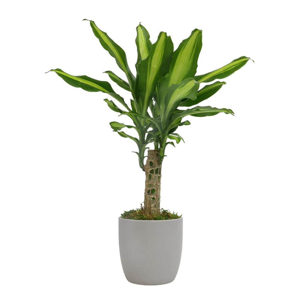 Sunrise Dracaena in Brown Ceramic Planter