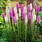 Liatris Mixture (Set of 25 Roots)