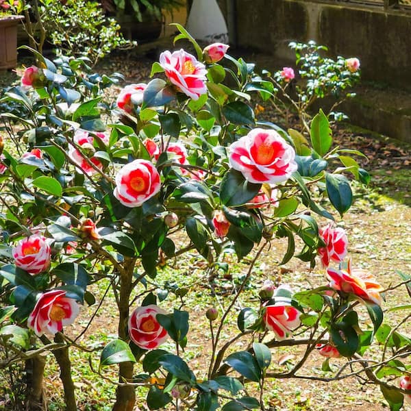National Plant Network 3 gal. Camellia Japonica Sadaharu Oh Shrub