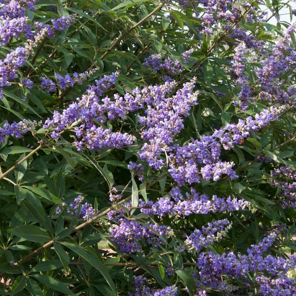 Spring Hill Nurseries 2.50 Qt. Pot Delta Blues Chaste Tree (Vitex) Live Deciduous Plant Blue Flowering Shrub