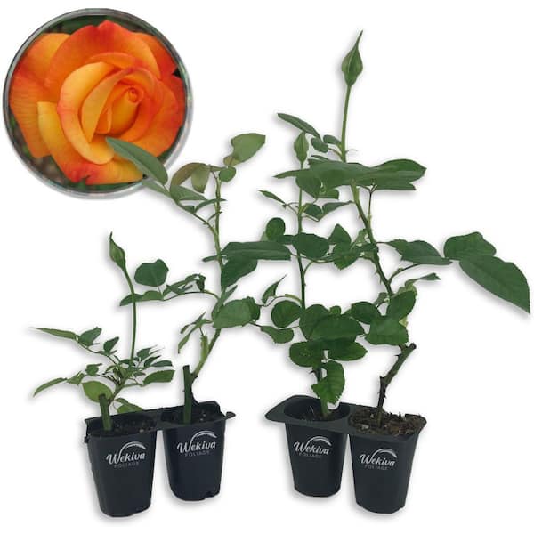 Wekiva Foliage Rio Samba Rose Bush-4 Live Starter Plants in 2 Inch Pots-Beautifully Fragrant Heirloom Rose from Florida