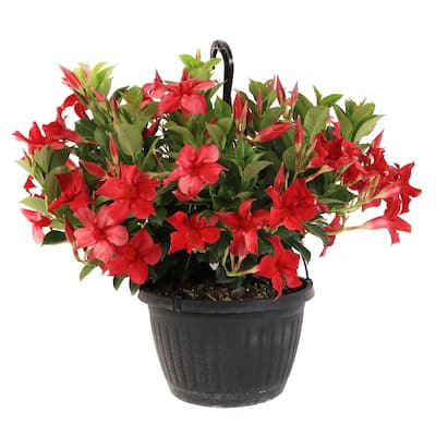 10 in. Premium Mandevilla Live Outdoor Plant in Hanging Basket with Grower's Choice Flower Color