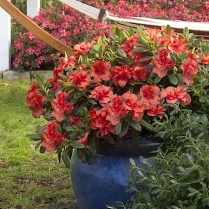1 Gal. Autumn Embers Shrub with Red-Orange Reblooming Semi-Double Flowers