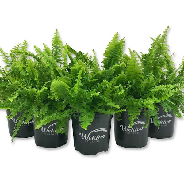 Boston Compacta Fern-5 Live Plants in 4 in. Pots-Nephrolepis Exaltata Compacta-Clean Air Indoor Outdoor Ferns Shrub