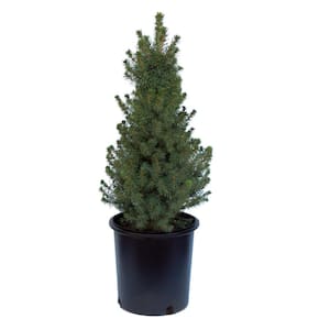 2 Gal. Dwarf Alberta Spruce Tree