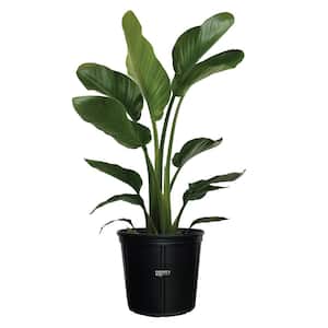 Bird Of Paradise White Live Outdoor Plant in Growers Pot Average Shipping Height 2-3 Ft. Tall