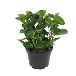 Peperomia Obtusifolia 'Emerald Isle' Pet Friendly Live Indoor Houseplant 6 in. Grower Pot
