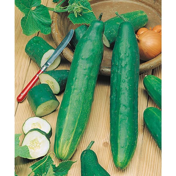 Burpee 4 In. Tasty Green Cucumber Vegetable Plant (6-Pack)