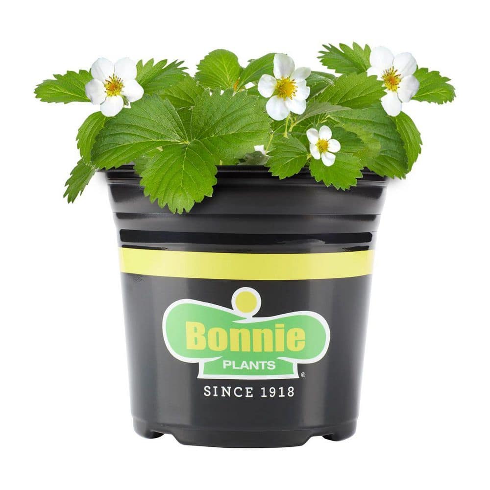 Bonnie Plants Strawberry 2.32 qt. Live Plant 208694 - The Home Depot