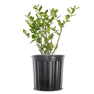 1 Gal. Chandler Blueberry Plant in Grower's Pot