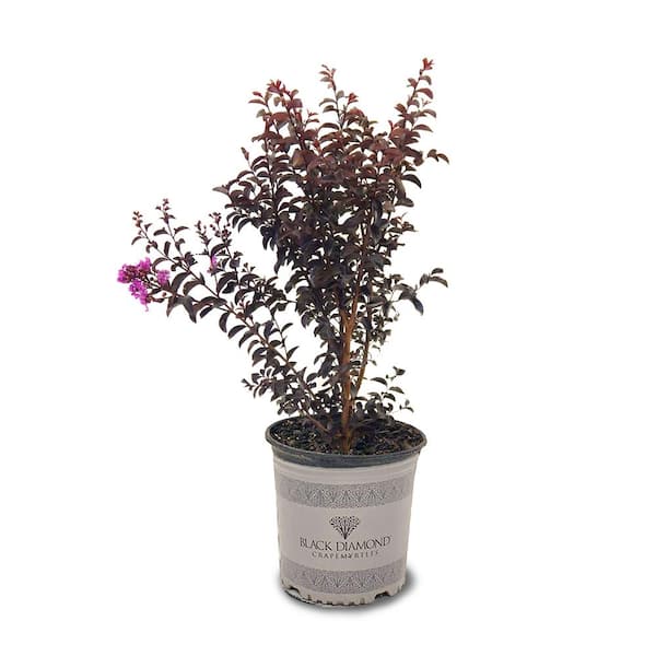 BLACK DIAMOND 3 Gal. Purely Purple Crape Myrtle Tree CRMBPP03G - The ...