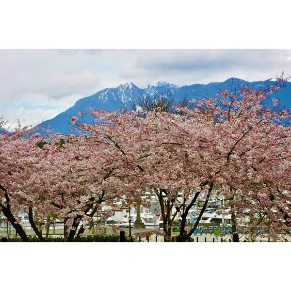 Birch Bark Cherry Blossom Tree (Bare Root, 3 ft. to 4 ft. Tall)