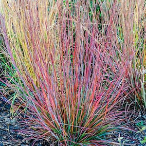 Standing Ovation Bluestem Ornamental Grass Dormant Bare Root Starter Perennial Plant (1-Pack)