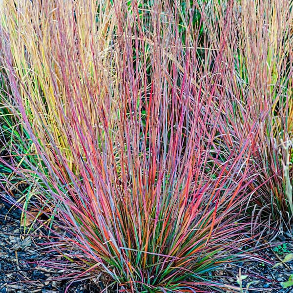 Spring Hill Nurseries Standing Ovation Bluestem Ornamental Grass Dormant Bare Root Starter Perennial Plant (1-Pack)