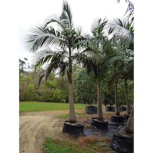 King Palm-Live Plant in a 3 Gallon Growers Pot-Archontophoenix Alexandrae-Rare Ornamental Palms of Florida