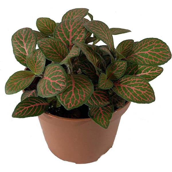Wekiva Foliage Fittonia Nerve Plant-Live Plant in a 4 Inch Pot-Fittonia Verschaffeltii 'Red'-Air Purifying Indoor Houseplant