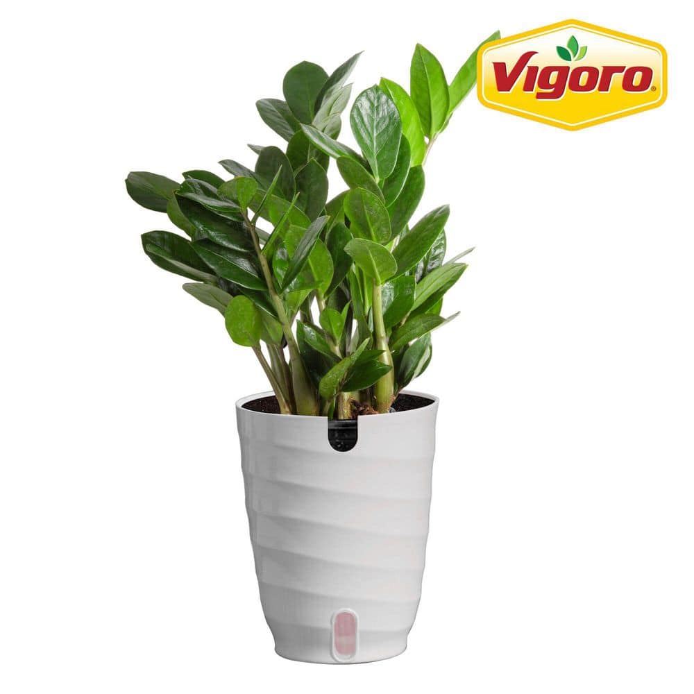 水 　Zamioculcas zamifolia A B E G Zamioculcas Zamiifolia 'ZZ' | Indoor Plant | Tropical Plant