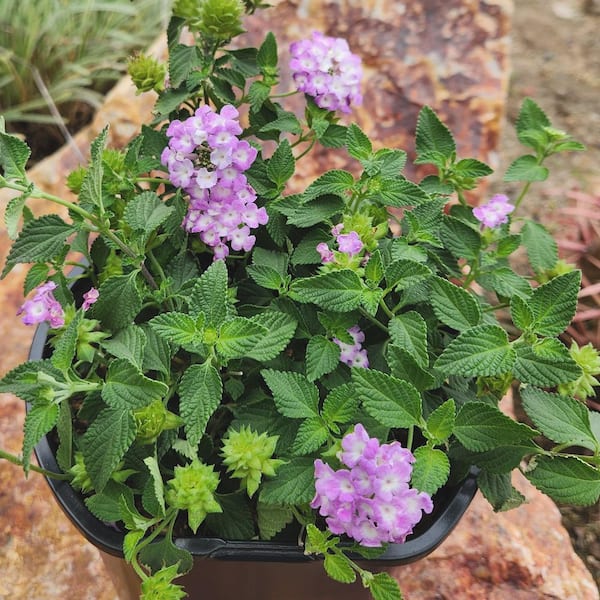 ALTMAN PLANTS 1 qt. Lantana Trailing Blue Purple Plant Collection (4-Pack)  0881247 - The Home Depot