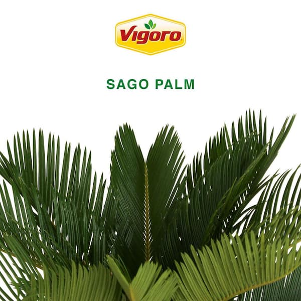 Vigoro Sago Palm Indoor Plant in 6 in. White Ribbed Plastic