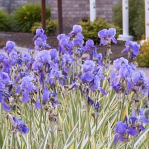 White and Blue Flowering Perennial Pallida Variagata Gold Iris Live Bareroot Plant