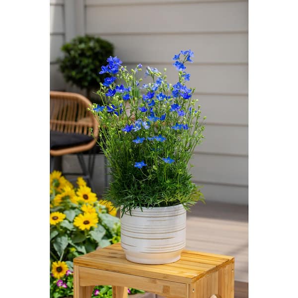 METROLINA GREENHOUSES 2 Qt. Delphinium Blue Diamond Grandiflorum