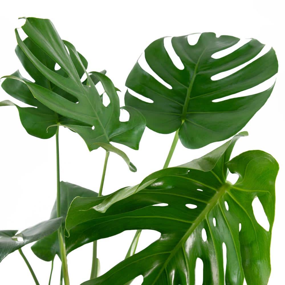 Monstera Swiss Cheese Indoor/Outdoor Plant in 10" Pot