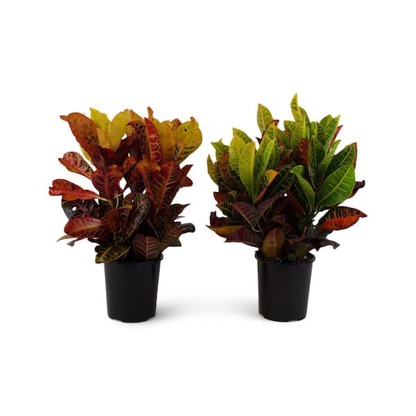 2.5 Qt. Croton Petra Shrub Plant in 6.33 In. Grower's Pot (2-Plants)
