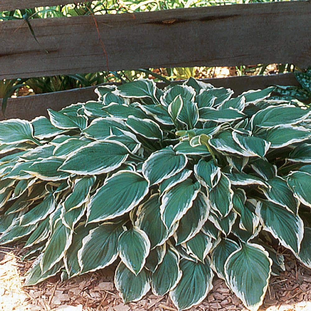 1 Qt. Albomarginata Hosta Plant 2084 The Home Depot
