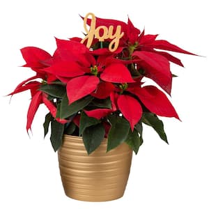 Fresh Poinsettia Indoor Plant in 2 Qt. Decor Upgrade Pot, Avg. Shipping Height 1-2 ft. Tall (Live)