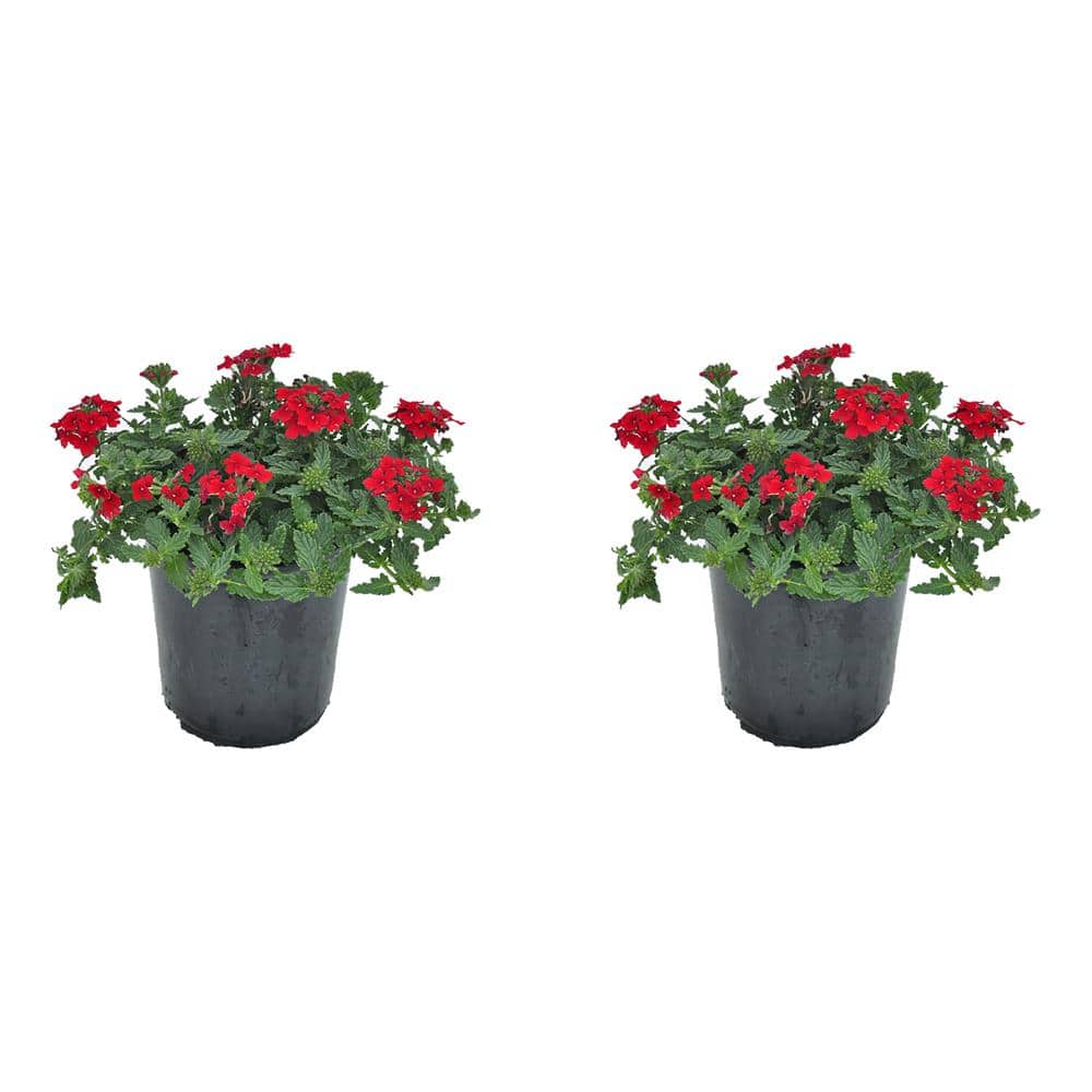 2.5 qt. Verbena X. Endurascape Red Perennial Plant with Red Flowers-(2-Pack