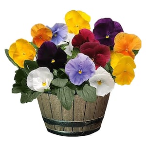 8 in. Pansy Annual Plant with Pastel Colored Blooms in Whiskey Barrel