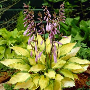 Hosta Lady Guinevere Roots (Set of 3)