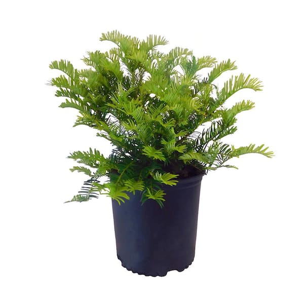 Unbranded 2.25 Gal. Plum Yew Evergreen Plant with Long, Dark Green Needled Foliage