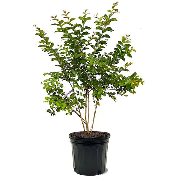 Muskogee Crape Myrtle Green Leaf Lavender Flowering Ornamental Tree
