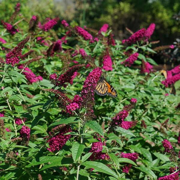 PROVEN WINNERS 2 Gal. Miss Molly Butterfly Bush (Buddleia) Live Shrub with Deep Pink Flowers
