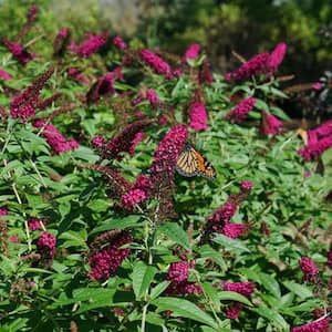 2 Gal. Miss Molly Butterfly Bush (Buddleia) Live Shrub with Deep Pink Flowers