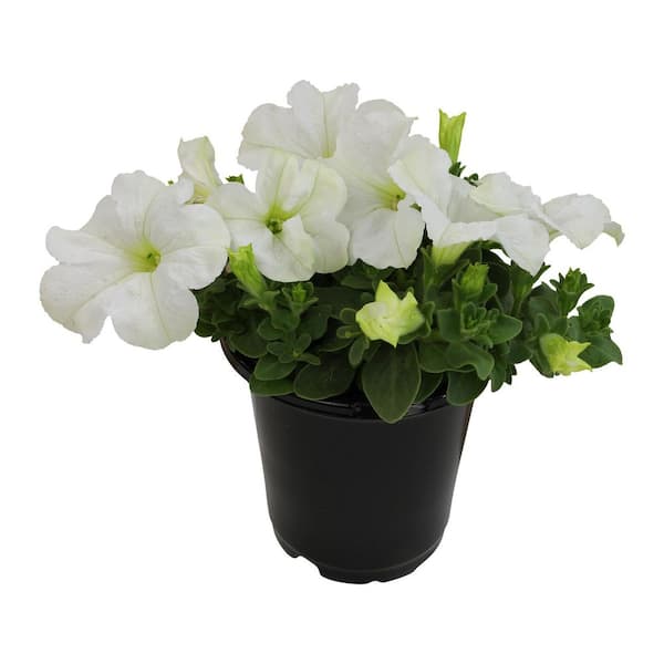 ALTMAN PLANTS 4 IN. Petunia Plant with White Flowers in Grower Pot